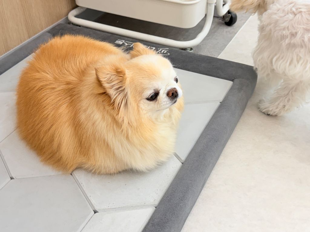 포메라니안