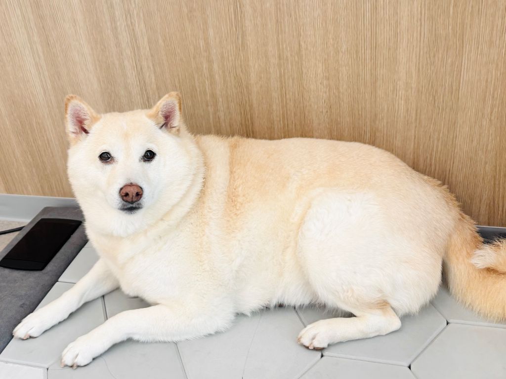 시바견